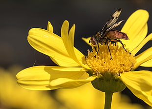 Horsefly perching on yellow cluster flower in close-up photo, rubia, mosca