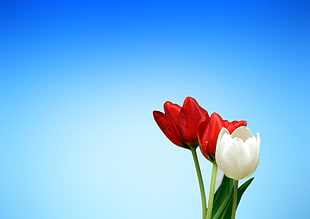 two red and one white flowers