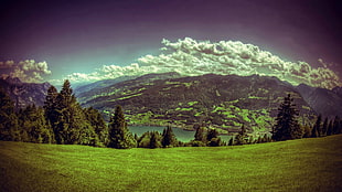 green grass field, nature, landscape, filter, field HD wallpaper