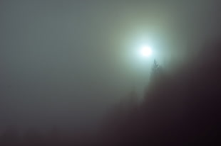 silhouette of trees HD wallpaper
