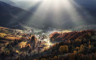 aerial photo of green and brown leafed trees