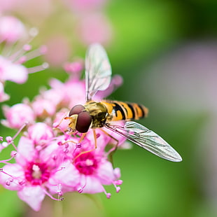 closeup photography of Hoverfly on pink flower