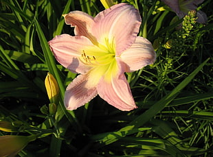 closeup photography of pink daylily flower at daytime