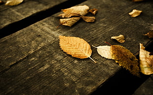 brown leaves on table HD wallpaper