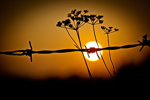 barbed wire, nature, flowers, macro