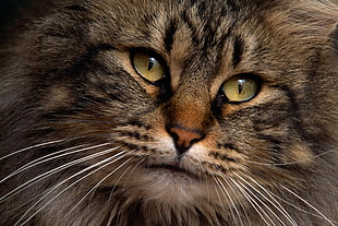 photography of gray long coated cat