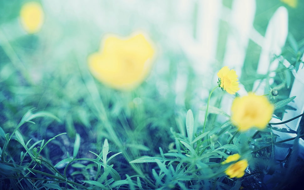 selective focus photography of yellow petaled flowers HD wallpaper