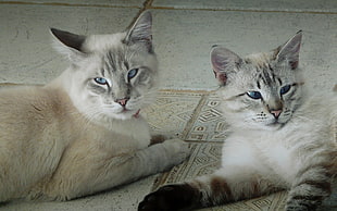 two white-and-brown short coated cats