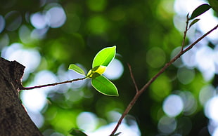 close-up photography of green elliptical leaf