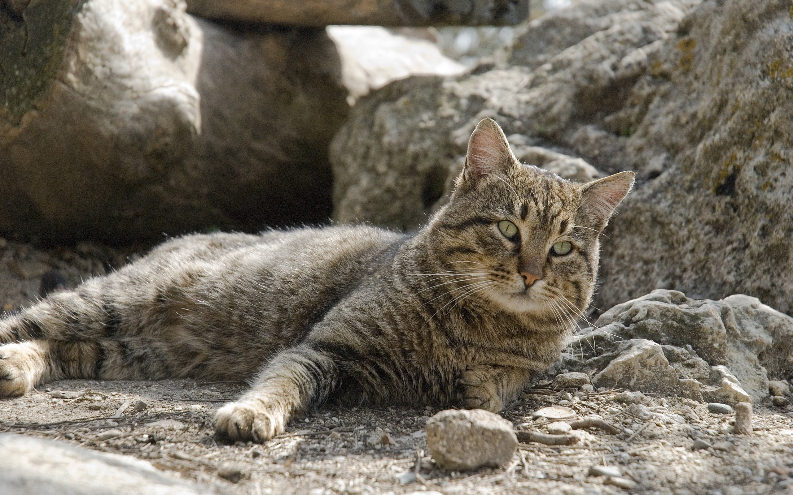 macro photography of gray Tabby cat