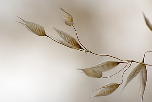 selective focus photography of white flower