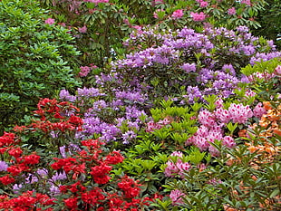 field of multicolored petaled flowers