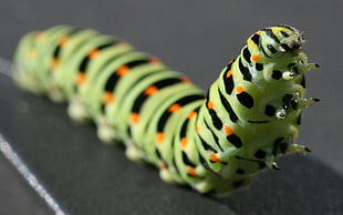Monarch caterpillar HD wallpaper