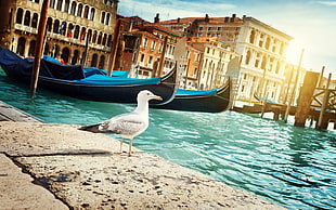 white and black bird and black gondola boat, Italy, Venice, city, birds