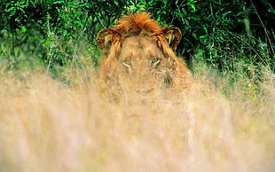 Lion hides on brown grass field photo