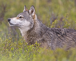 brown and gray Coyote in shallow photography