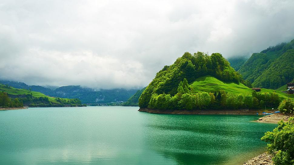 nature, landscape, trees, forest HD wallpaper