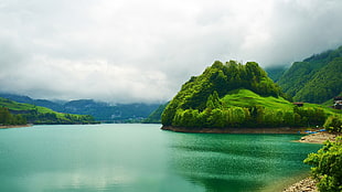 nature, landscape, trees, forest