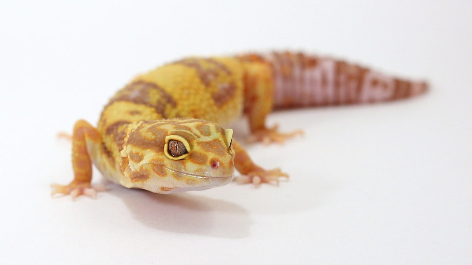 brown and yellow gecko lizard, gecko, leopard geckos, reptiles, white background HD wallpaper