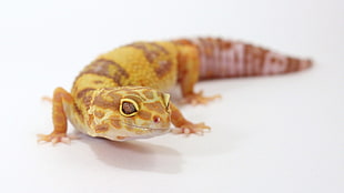 brown and yellow gecko lizard, gecko, leopard geckos, reptiles, white background