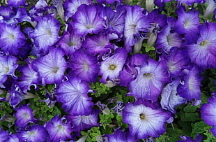 close up photo of purple flowers