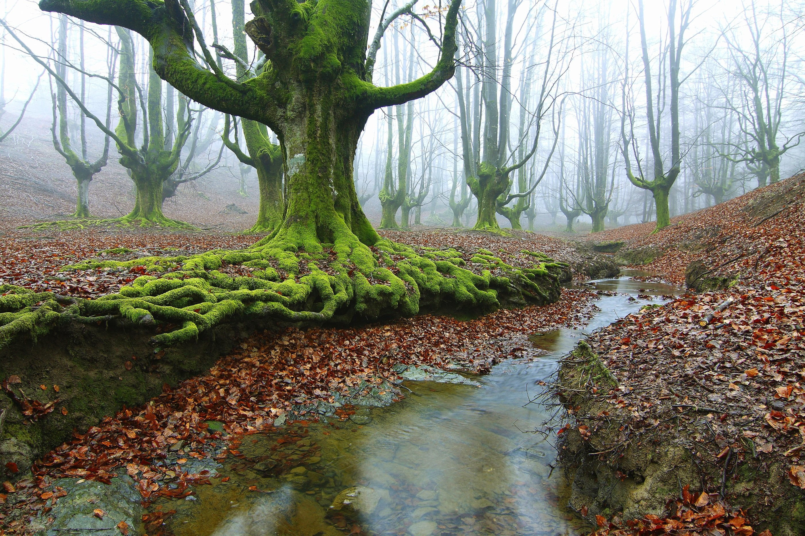 Как называется болото заросшее мхом. Мшистые болота Румыния. Замшелый лес Исландия. Мшистый лес болото. Болото Воронской мох.