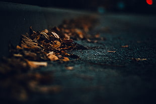 shallow focus photography of brown leaves