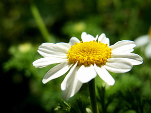 depth of field of white Daisy flower