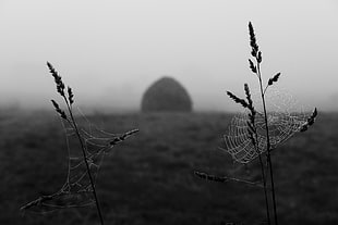grey scale of Plants and Spider Web HD wallpaper