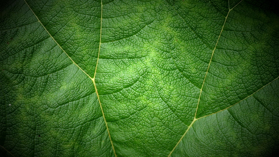 green leaf HD wallpaper