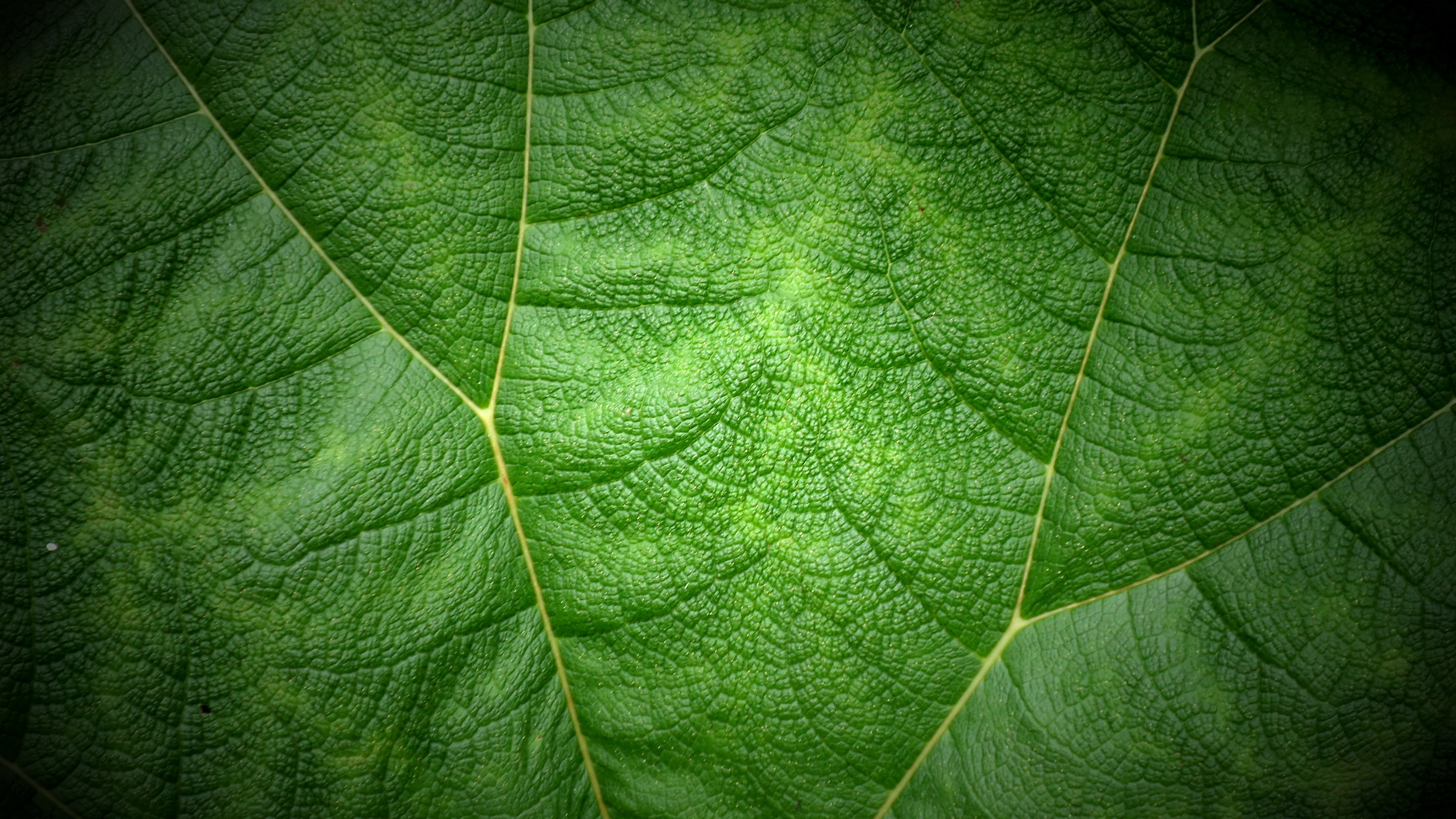 green leaf