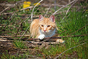 short-fur orange and white cat on green grass field