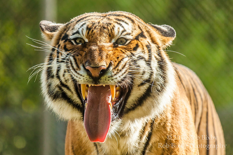 shallow focus photography of tiger while roaring HD wallpaper