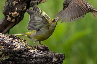 yellow and gray birds flying and on tree branch during daytime, carduelis, prunella modularis
