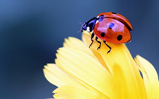 Ladybug,  Flower,  Petal,  Close-up HD wallpaper