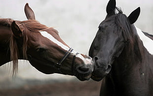 shallow focus of brown and black horses