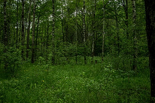 green leafed trees, forest, nature, Russia
