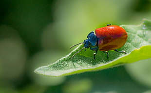 shallow focus photography of red and blue beatle on green leaf