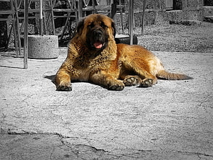 adult medium-coated tan dog prone lying on floor at daytime