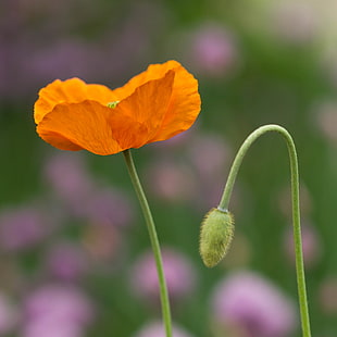 focus photo of orange Poppy  flower photography