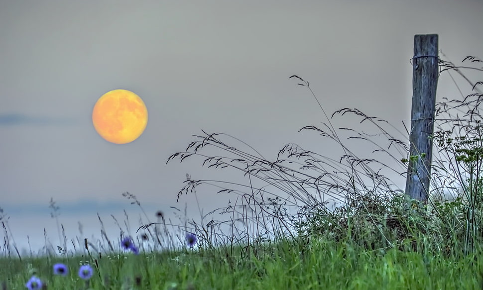 lavender flowers, landscape, field, Moon HD wallpaper