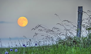 lavender flowers, landscape, field, Moon