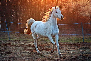 white horse running near gray steel fence