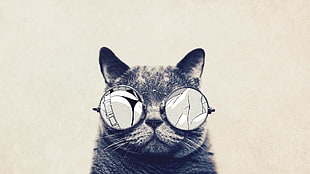gray cat wearing sunglasses HD wallpaper