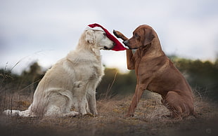 adults white and brown dogs, animals, dog, Santa hats, Labrador Retriever