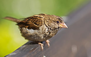 Sparrow on brown wooden bench