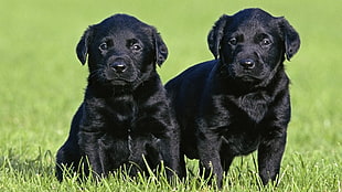 two black Labrador retrievers standing and sitting on green grass field during daytime