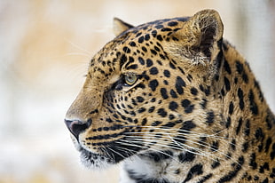 orange Leopard close-up photo