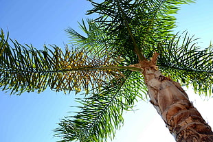 low angle photo of palm tree HD wallpaper