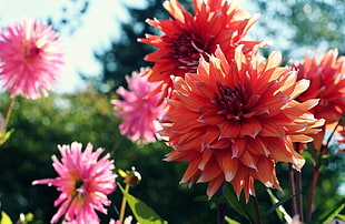shallow focus photography of orange and pink flowers under sunny sky HD wallpaper